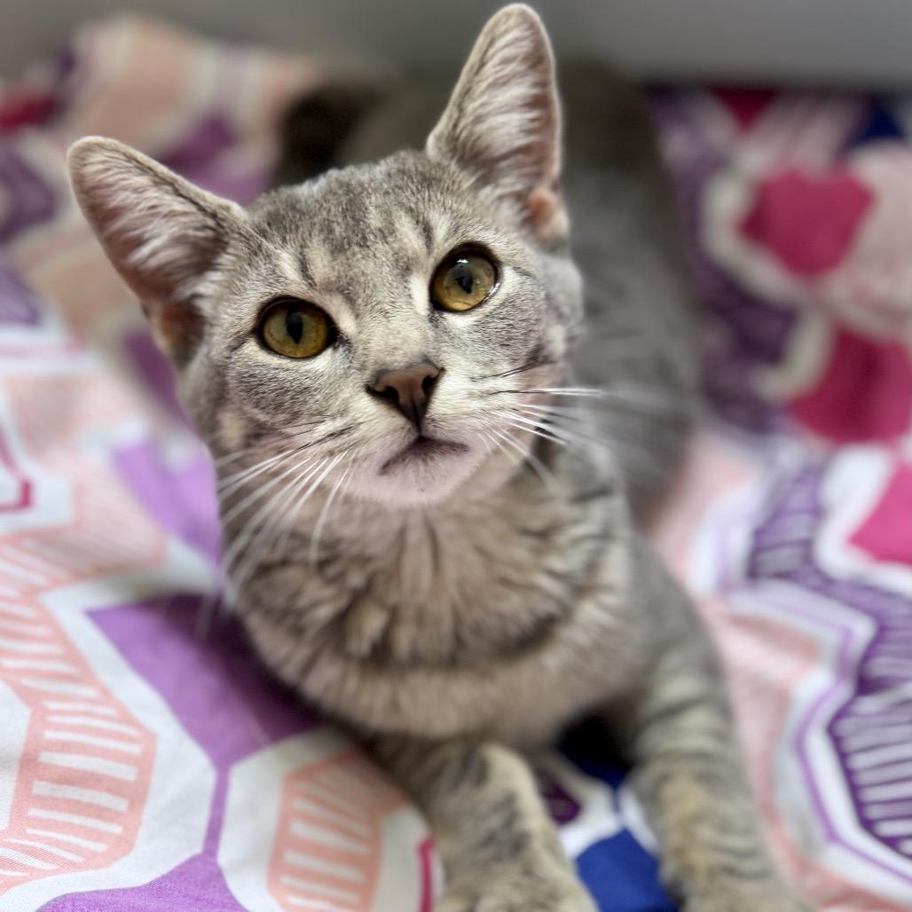 Sylvie — thumbnail 5