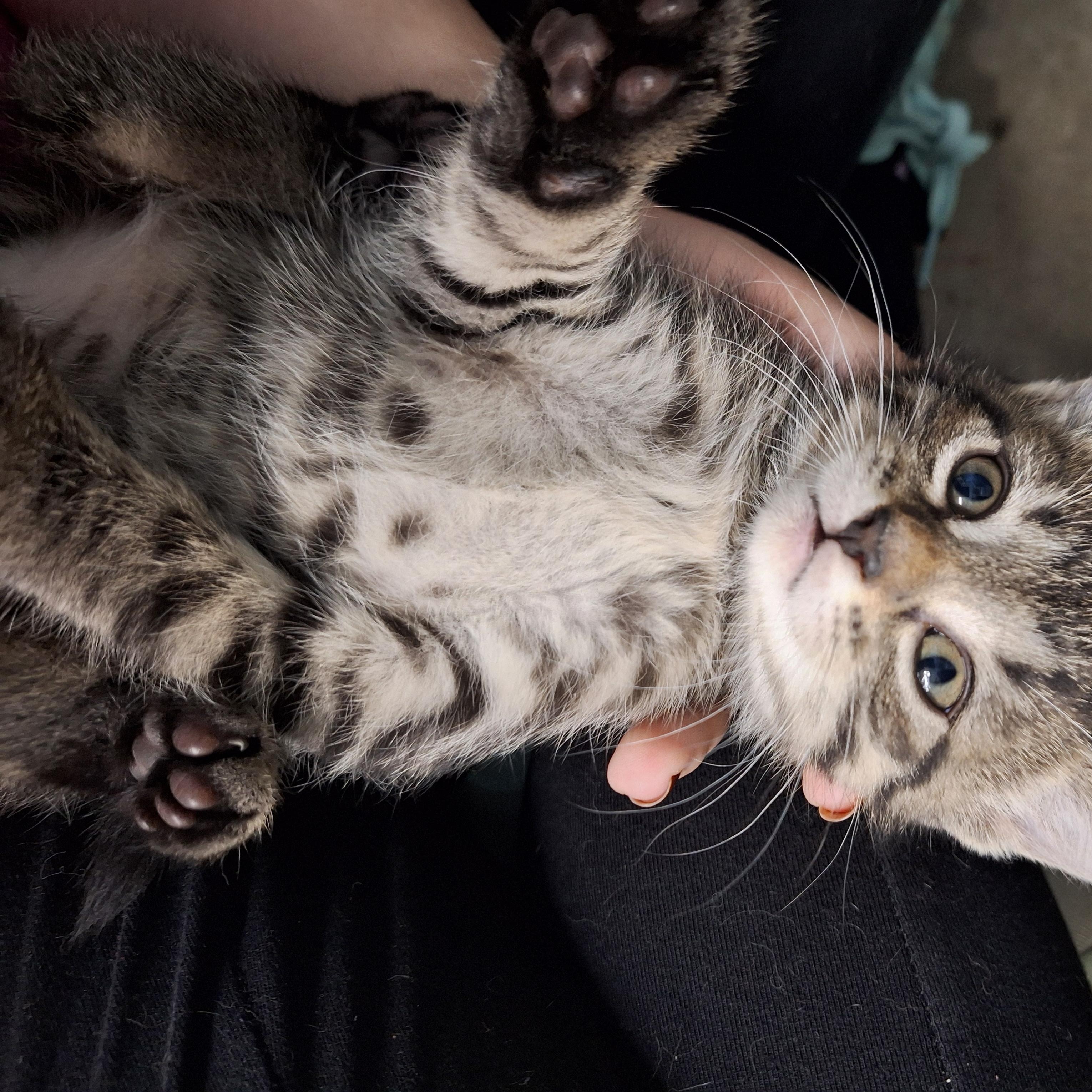 Enlarge Laura, Mae and Carly, a ADOPTABLE Domestic Short Hair in Clarinda, IA image 5/6
