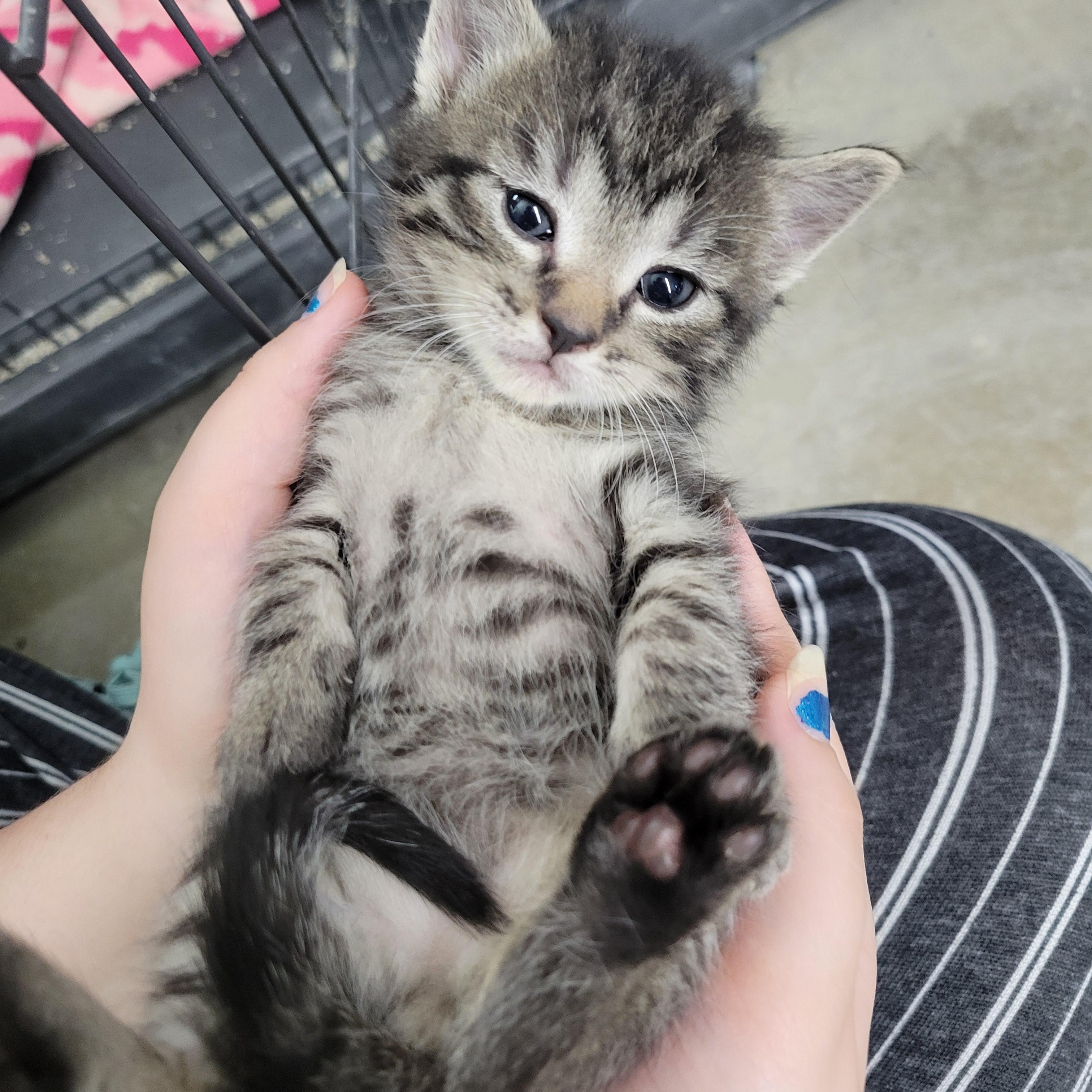 Enlarge Laura, Mae and Carly, a ADOPTABLE Domestic Short Hair in Clarinda, IA image 2/6