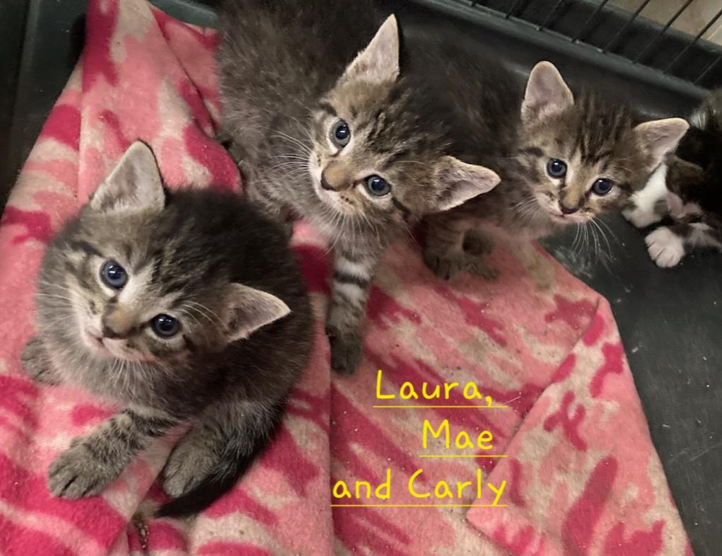Enlarge Laura, Mae and Carly, a ADOPTABLE Domestic Short Hair in Clarinda, IA image 1/6