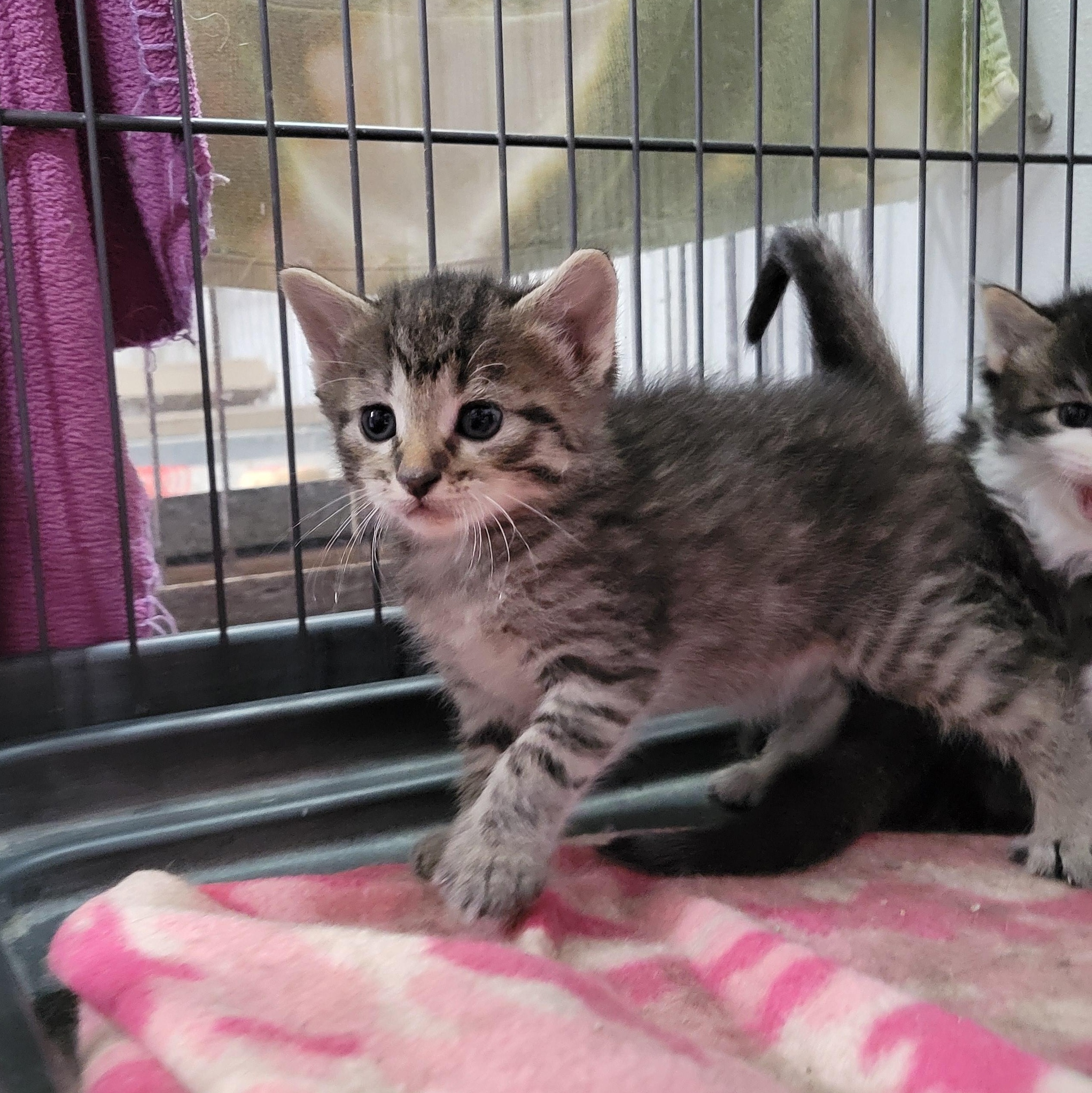 Enlarge Laura, Mae and Carly, a ADOPTABLE Domestic Short Hair in Clarinda, IA image 3/6