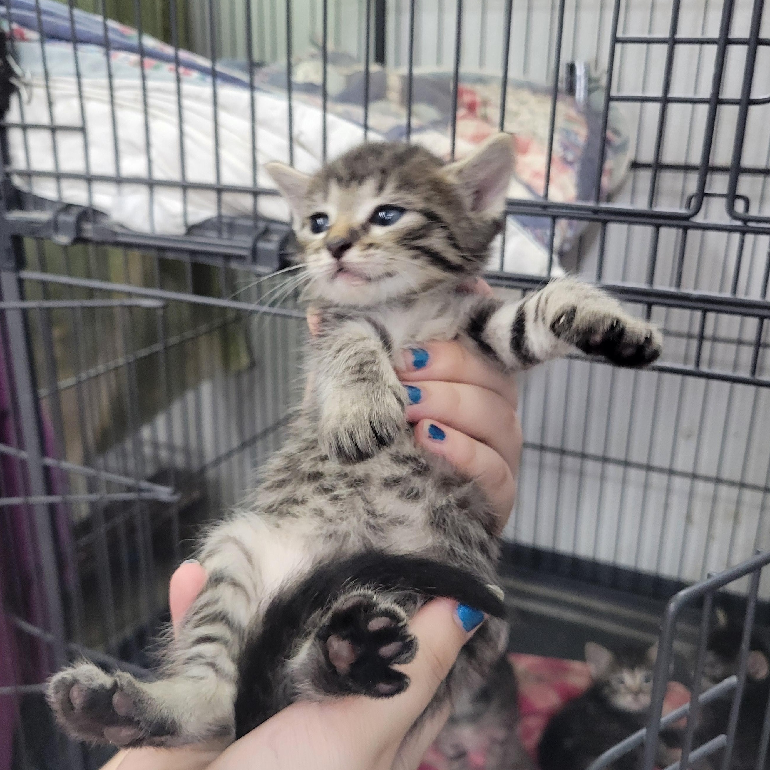 Enlarge Laura, Mae and Carly, a ADOPTABLE Domestic Short Hair in Clarinda, IA image 4/6