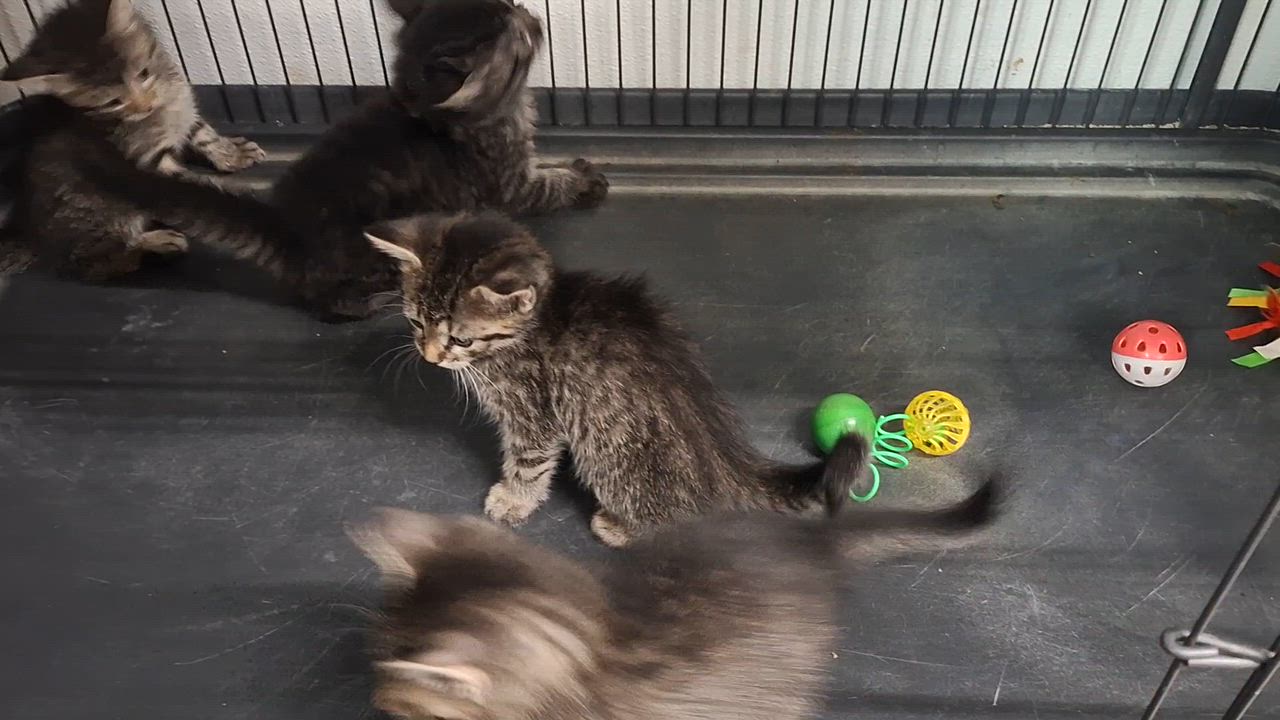 Enlarge Laura, Mae and Carly, a ADOPTABLE Domestic Short Hair in Clarinda, IA video 6/6