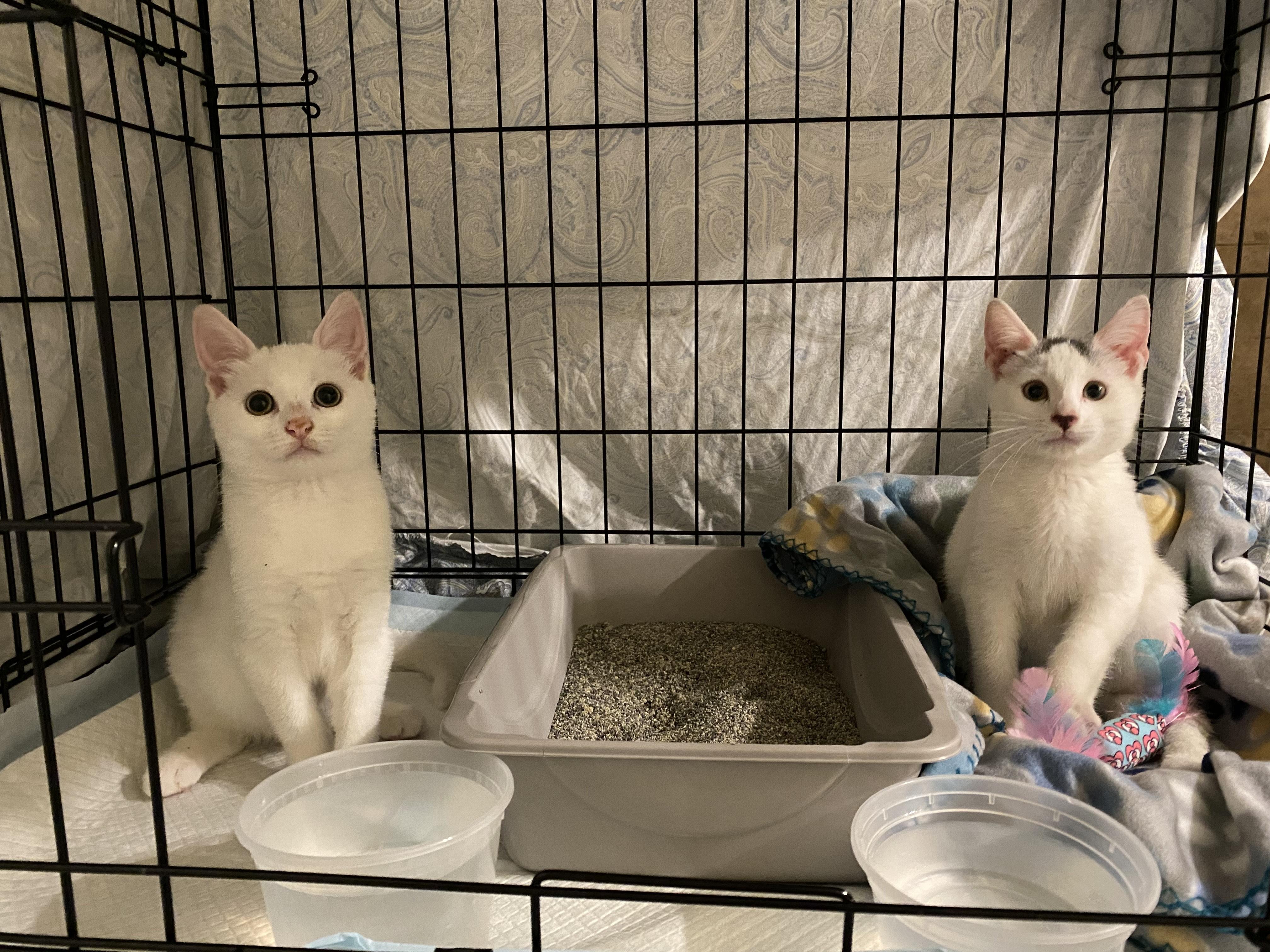 Enlarge Albus & Aber, a ADOPTABLE Domestic Short Hair in Philadelphia, PA image 2/6