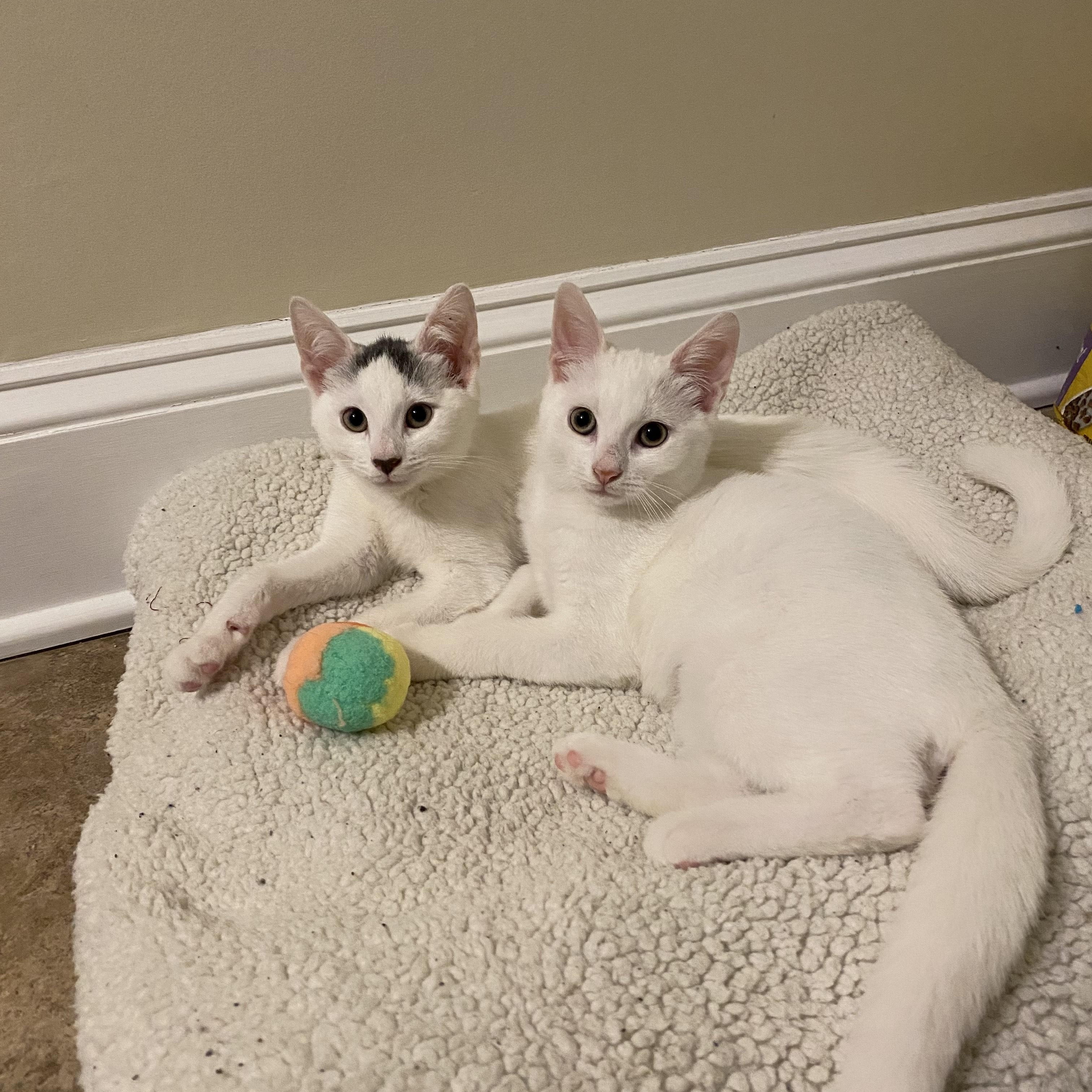 Albus & Aber, ADOPTABLE, Young Male Domestic Short Hair.