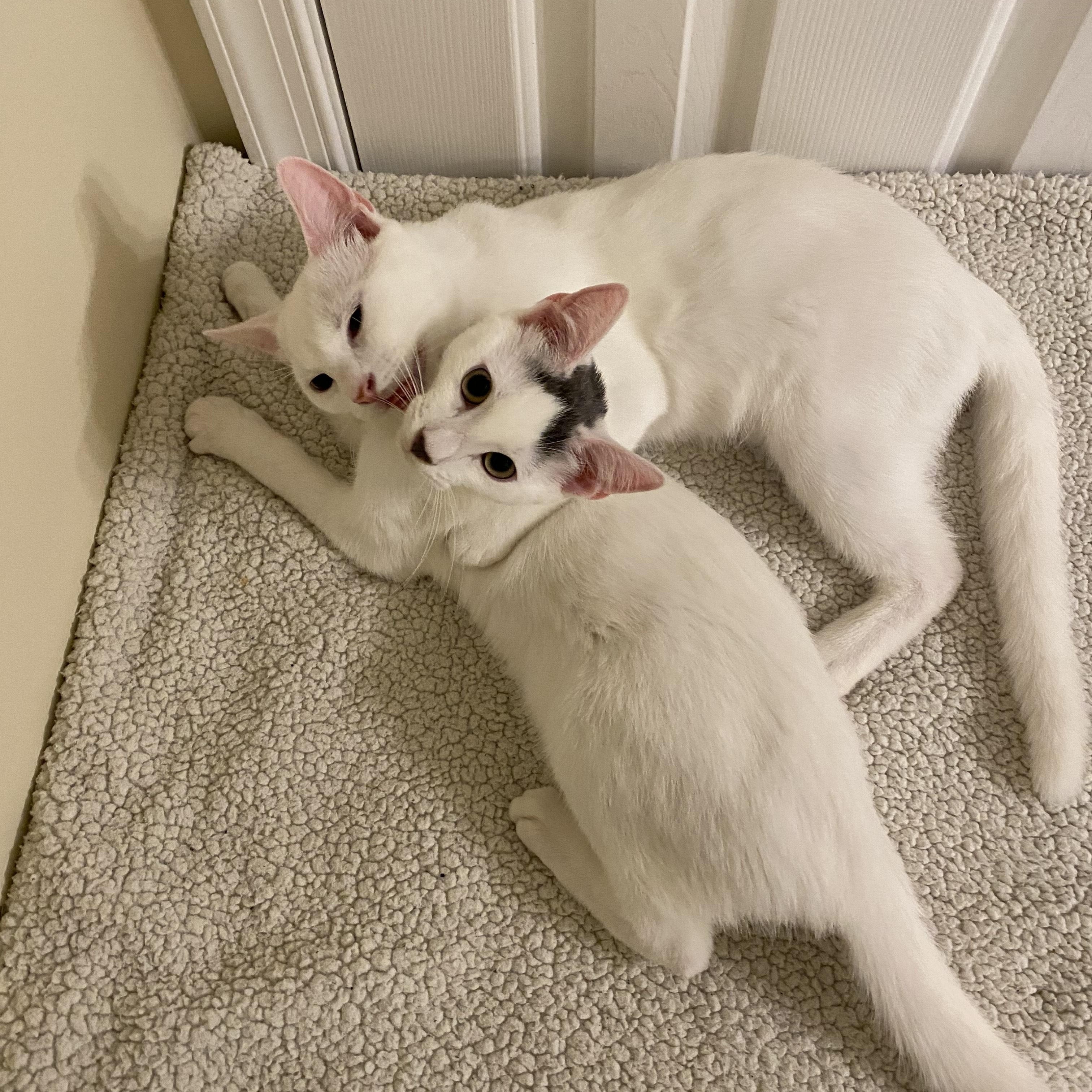 Enlarge Albus & Aber, a ADOPTABLE Domestic Short Hair in Philadelphia, PA image 5/6