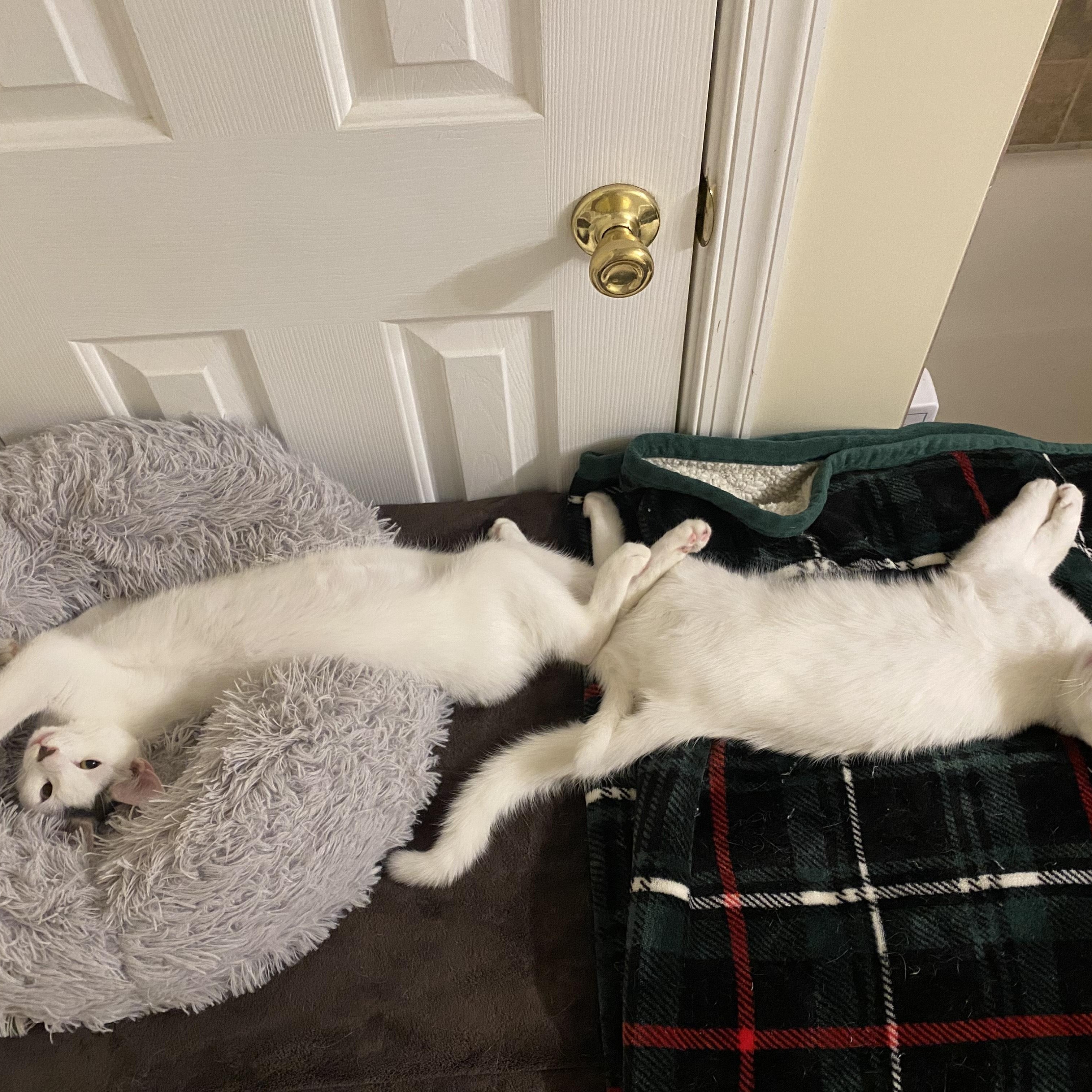 Enlarge Albus & Aber, a ADOPTABLE Domestic Short Hair in Philadelphia, PA image 4/6