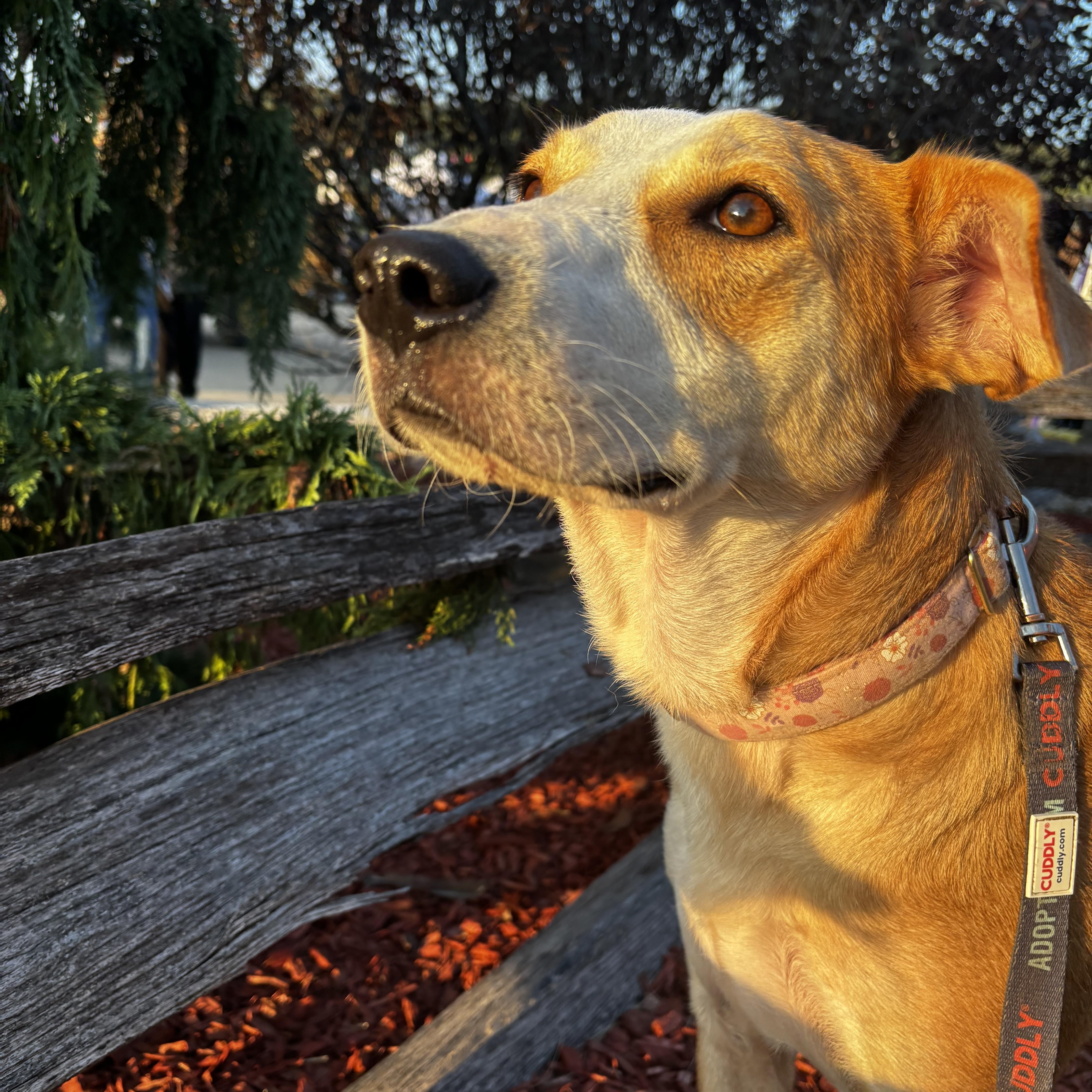 Maddie, Adoptable, Young Female Cattle Dog.