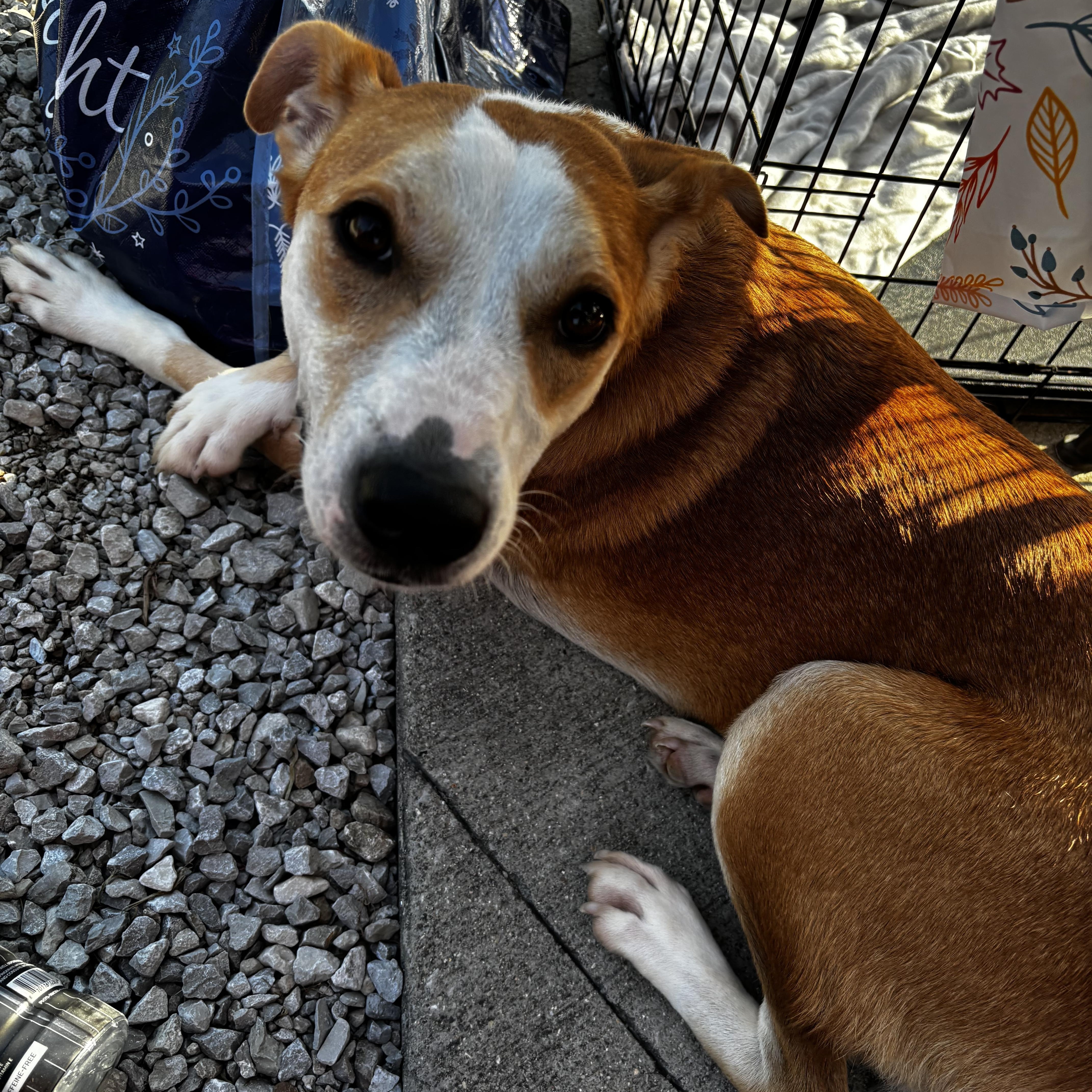 Enlarge Maddie, a Adoptable mixed breed in Paoli, IN image 5/5