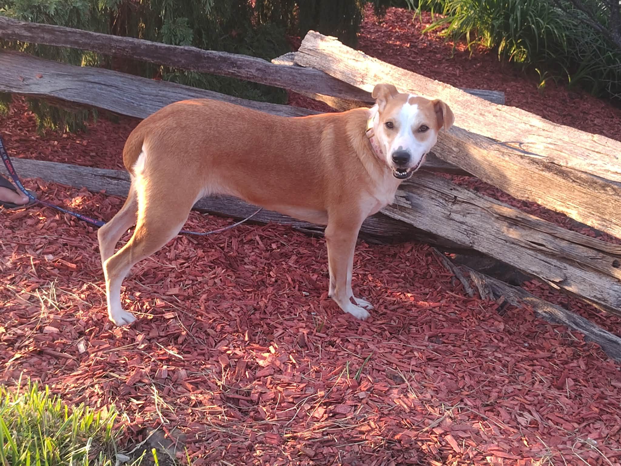 Enlarge Maddie, a Adoptable mixed breed in Paoli, IN image 4/5