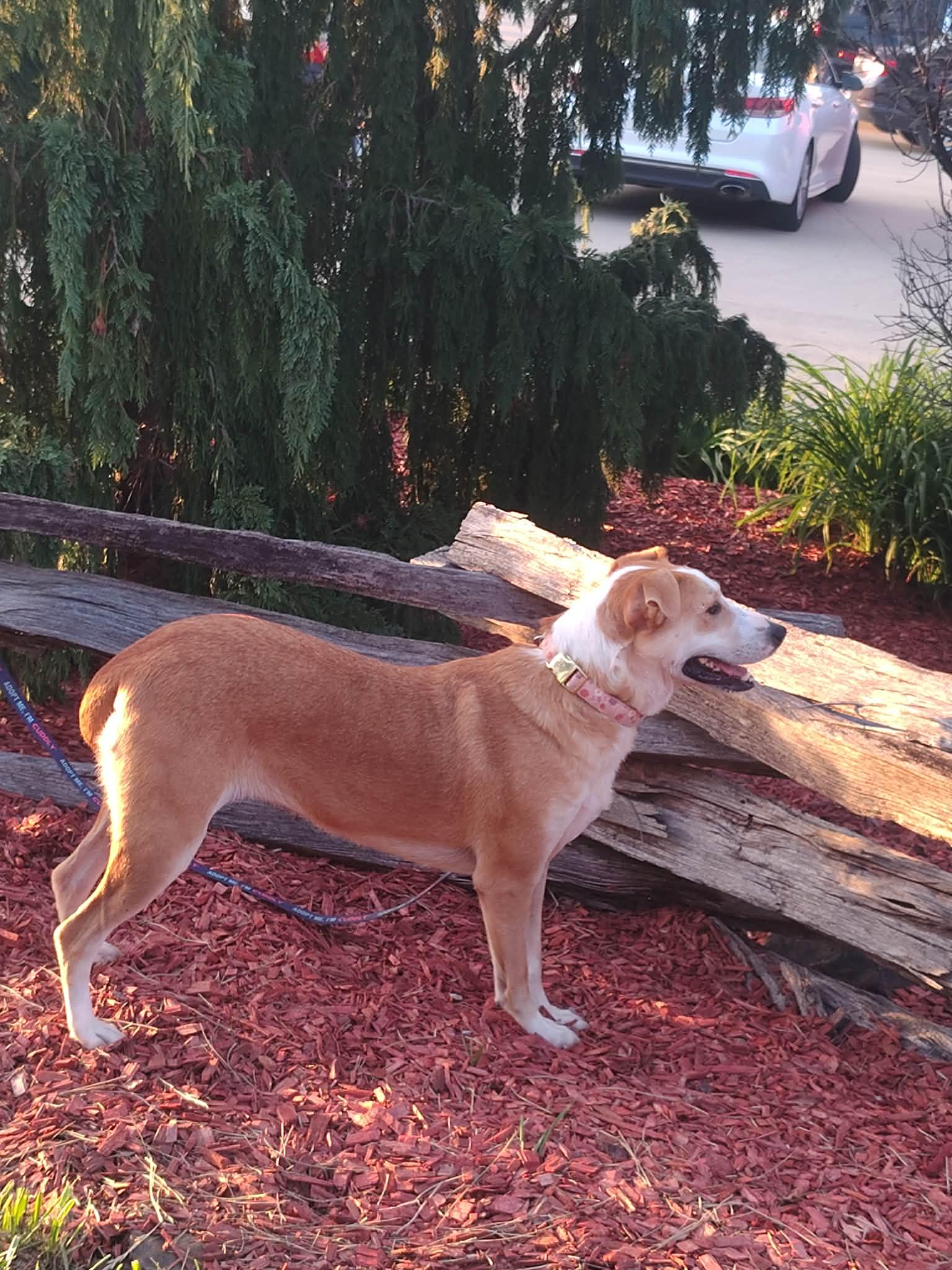 Enlarge Maddie, a Adoptable mixed breed in Paoli, IN image 3/5