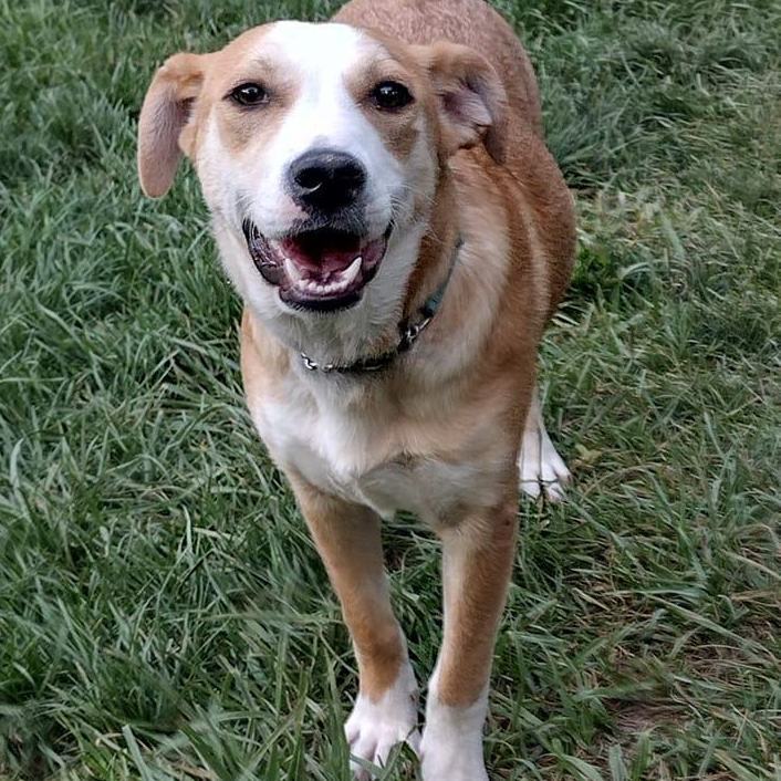 Maddie, an adoptable Cattle Dog Mix in Paoli, IN_image-1