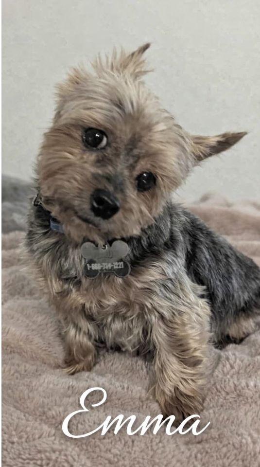 Emma 4496, Adopted, Adult Female Yorkshire Terrier.