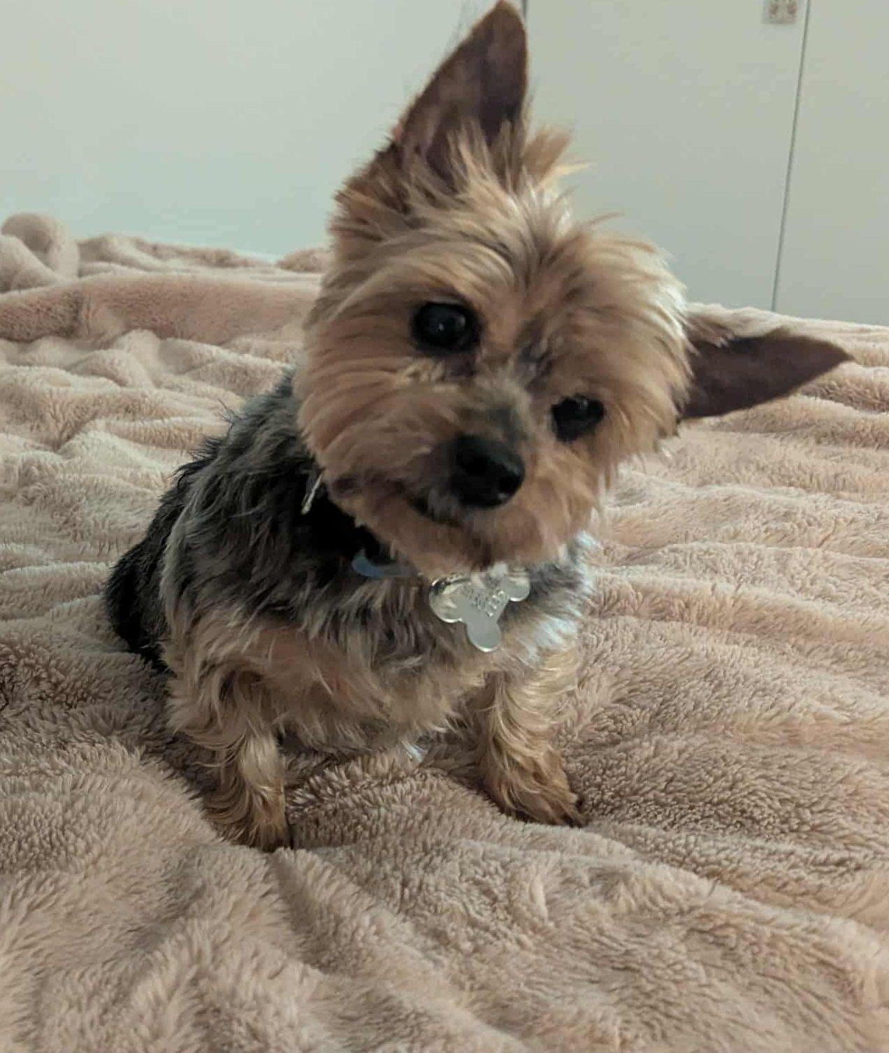 Enlarge Emma 4496, a Adopted Yorkshire Terrier in Pickering, ON image 2/3
