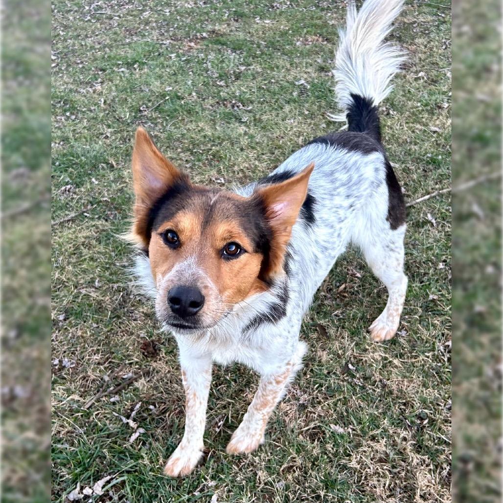 Jasper, Adoptable, Young Male Mixed Breed.