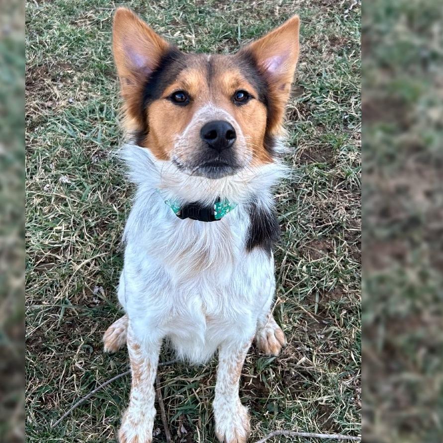 Jasper, a Adoptable Mixed Breed in Johnson City, TN image 2/5
