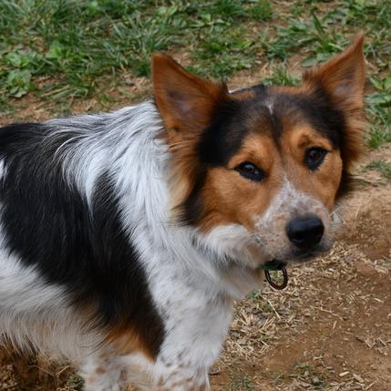 Jasper, a Adoptable Mixed Breed in Johnson City, TN image 1/5