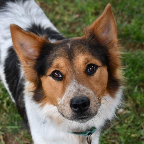Jasper, a Adoptable Mixed Breed in Johnson City, TN image 2/5
