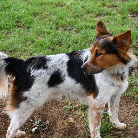 Jasper, a Adoptable Mixed Breed in Johnson City, TN image 3/5