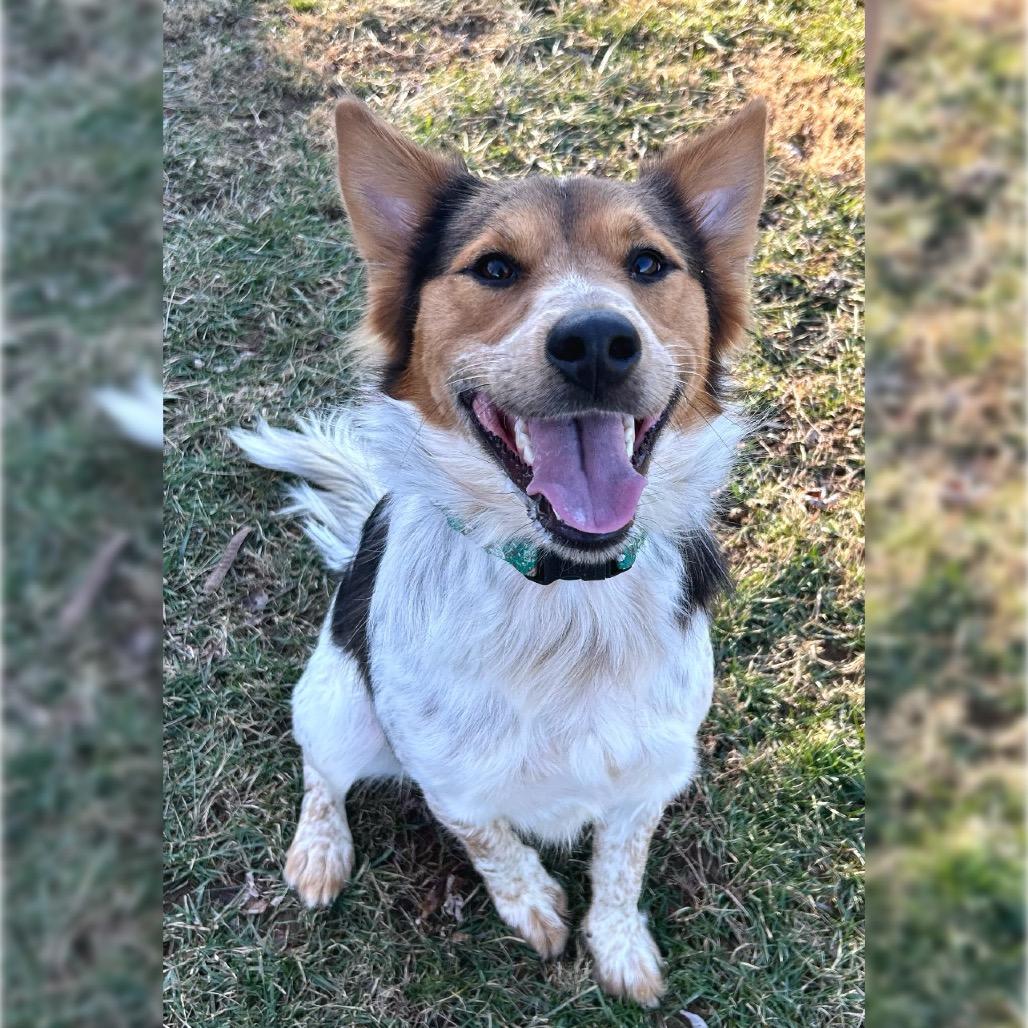 Jasper, a Adoptable Mixed Breed in Johnson City, TN image 4/5