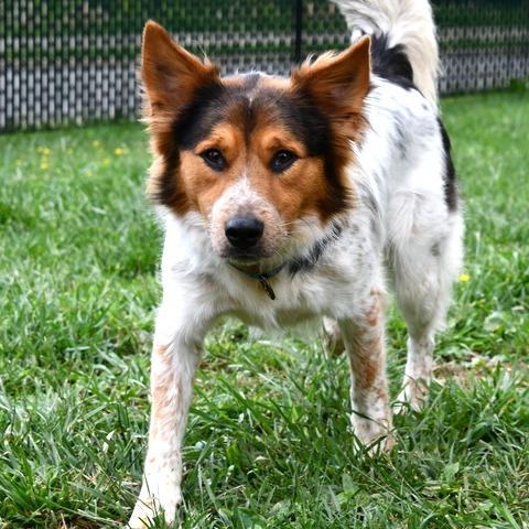 Jasper, a Adoptable Mixed Breed in Johnson City, TN image 4/5