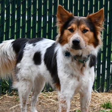 Jasper, a Adoptable Mixed Breed in Johnson City, TN image 5/5
