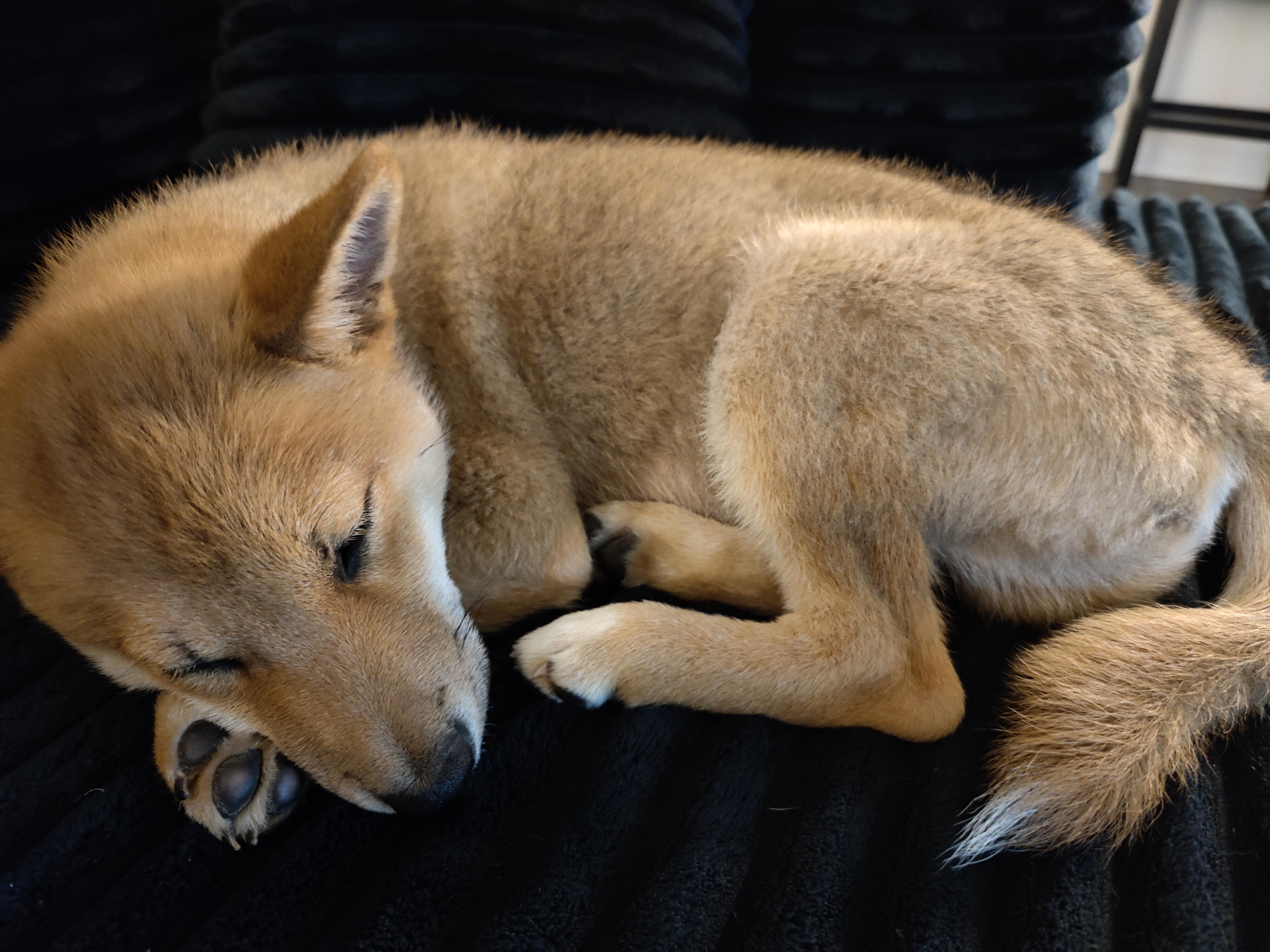 Enlarge Koga, an adopted Shiba Inu in Toms River, NJ image 4/4