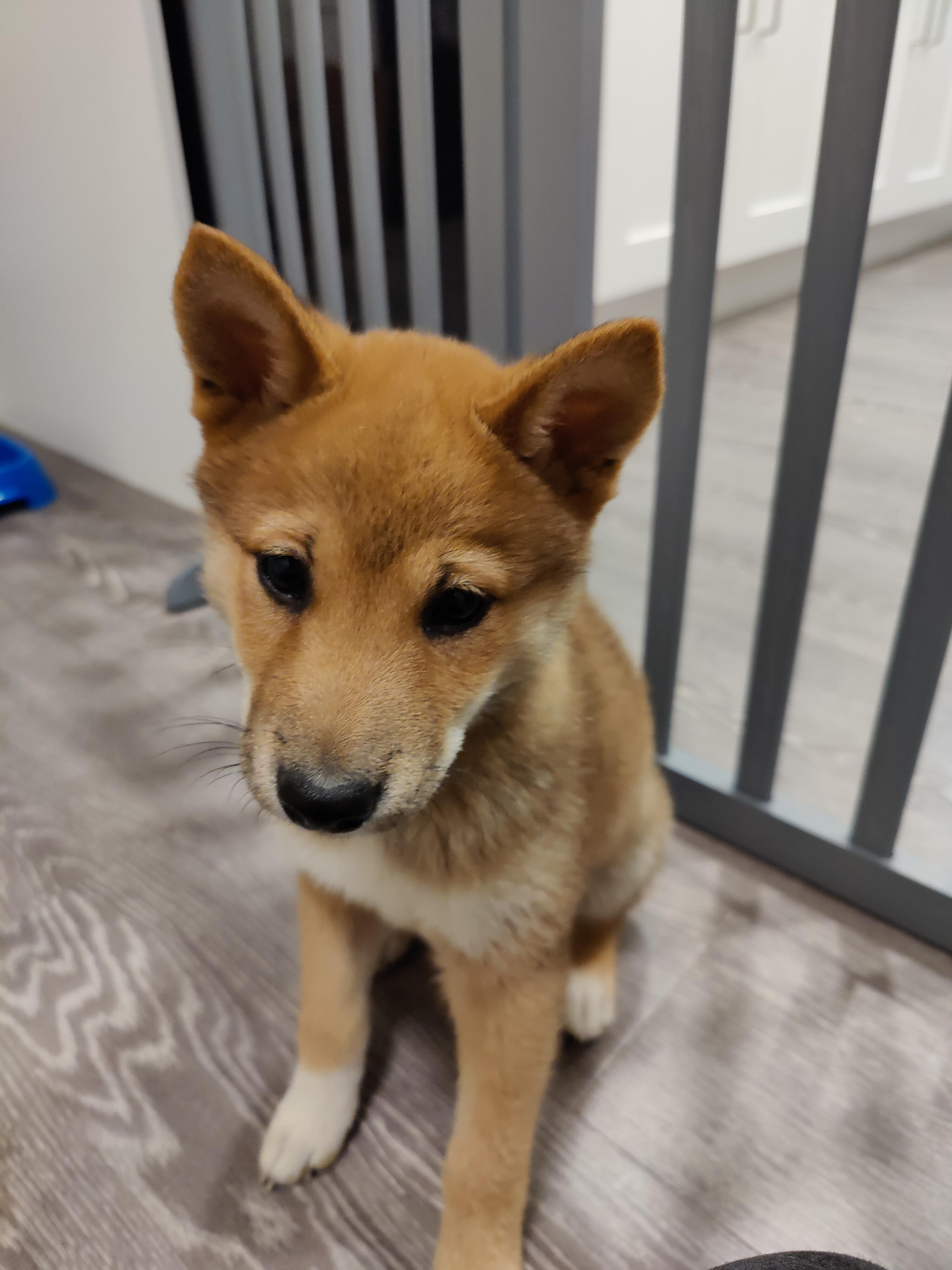 Enlarge Koga, an adopted Shiba Inu in Toms River, NJ image 2/4