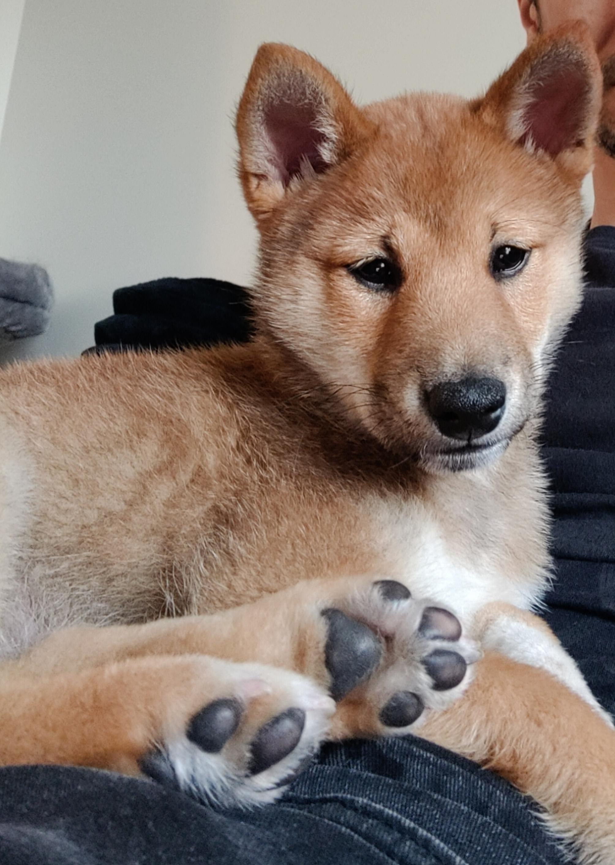 Koga, adopted, Puppy Male Shiba Inu.