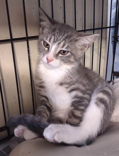 Enlarge Dusty, a Adoptable Domestic Short Hair image 2/2