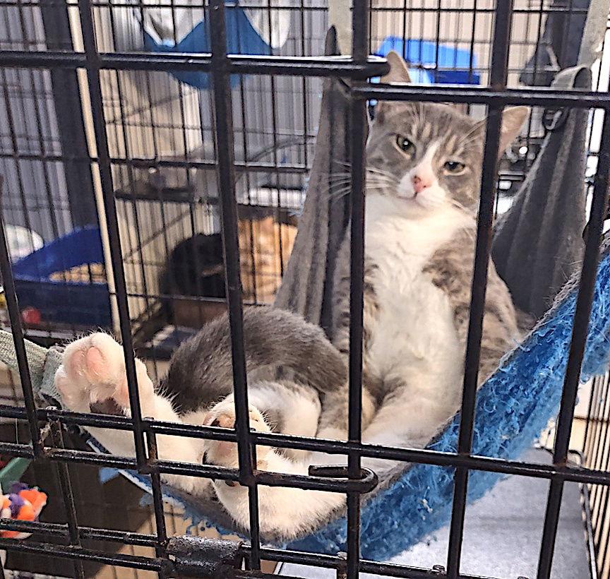 Dusty, a Adoptable Domestic Short Hair in Albemarle, NC image 3/3