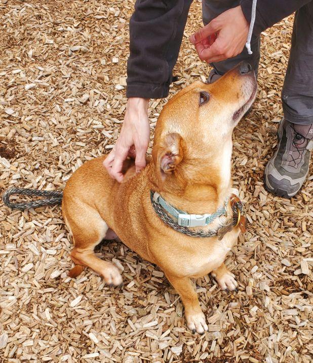 Enlarge Penney, an adopted mixed breed in East Hartford, CT image 2/6