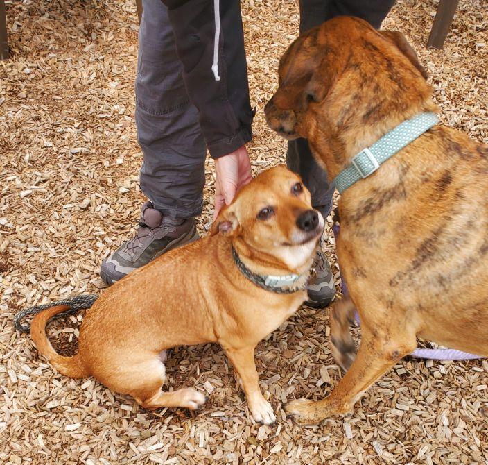 Enlarge Penney, an adopted mixed breed in East Hartford, CT image 6/6