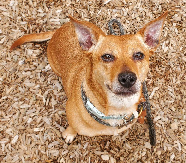 Penney, adopted, Adult Female Dachshund & Labrador Retriever.