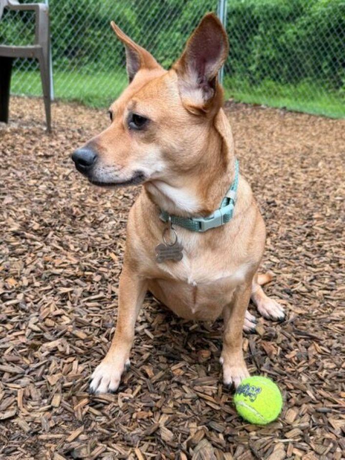Enlarge Penney, an adopted mixed breed in East Hartford, CT image 3/6