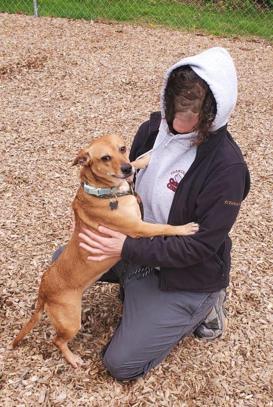 Enlarge Penney, an adopted mixed breed in East Hartford, CT image 5/6