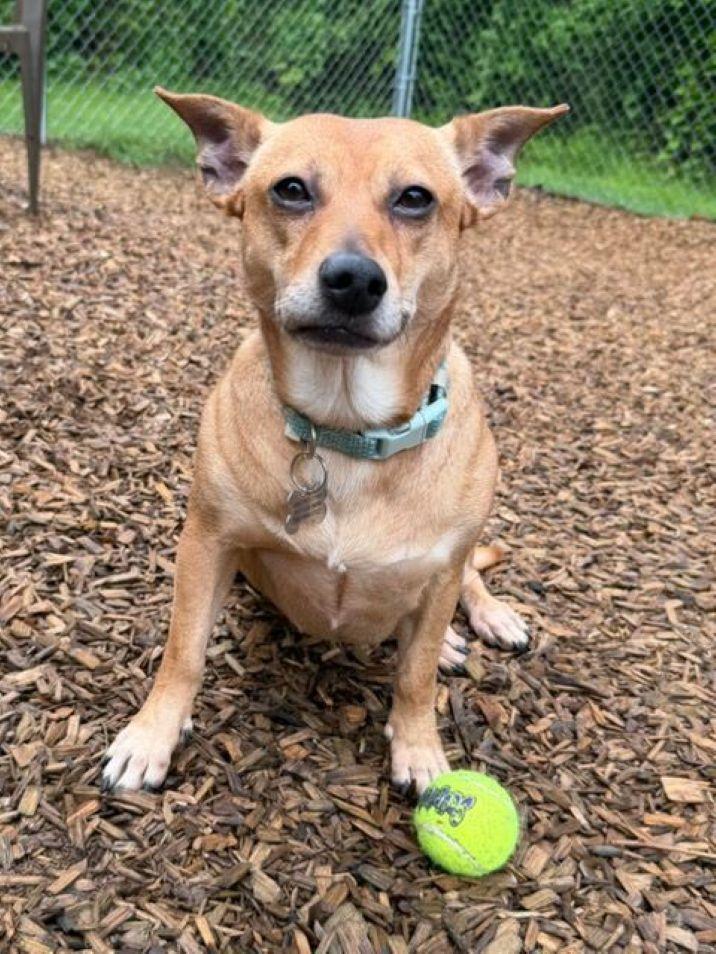 Enlarge Penney, an adopted mixed breed in East Hartford, CT image 4/6
