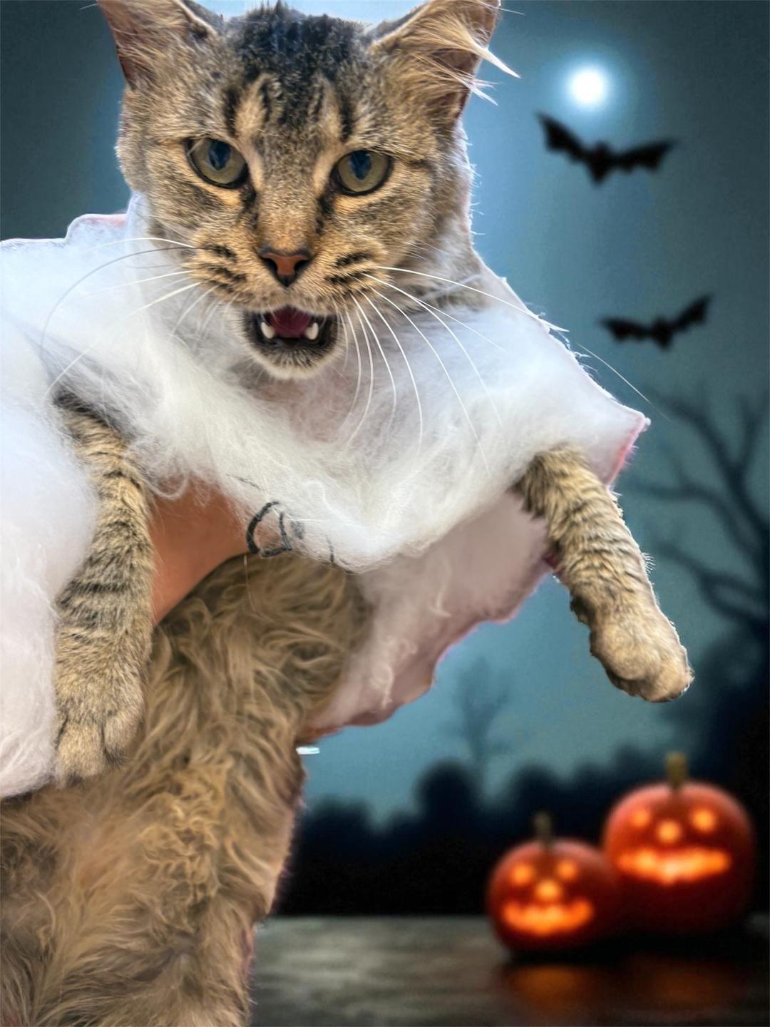 Cobweb, Adoptable, Senior Female Domestic Short Hair.