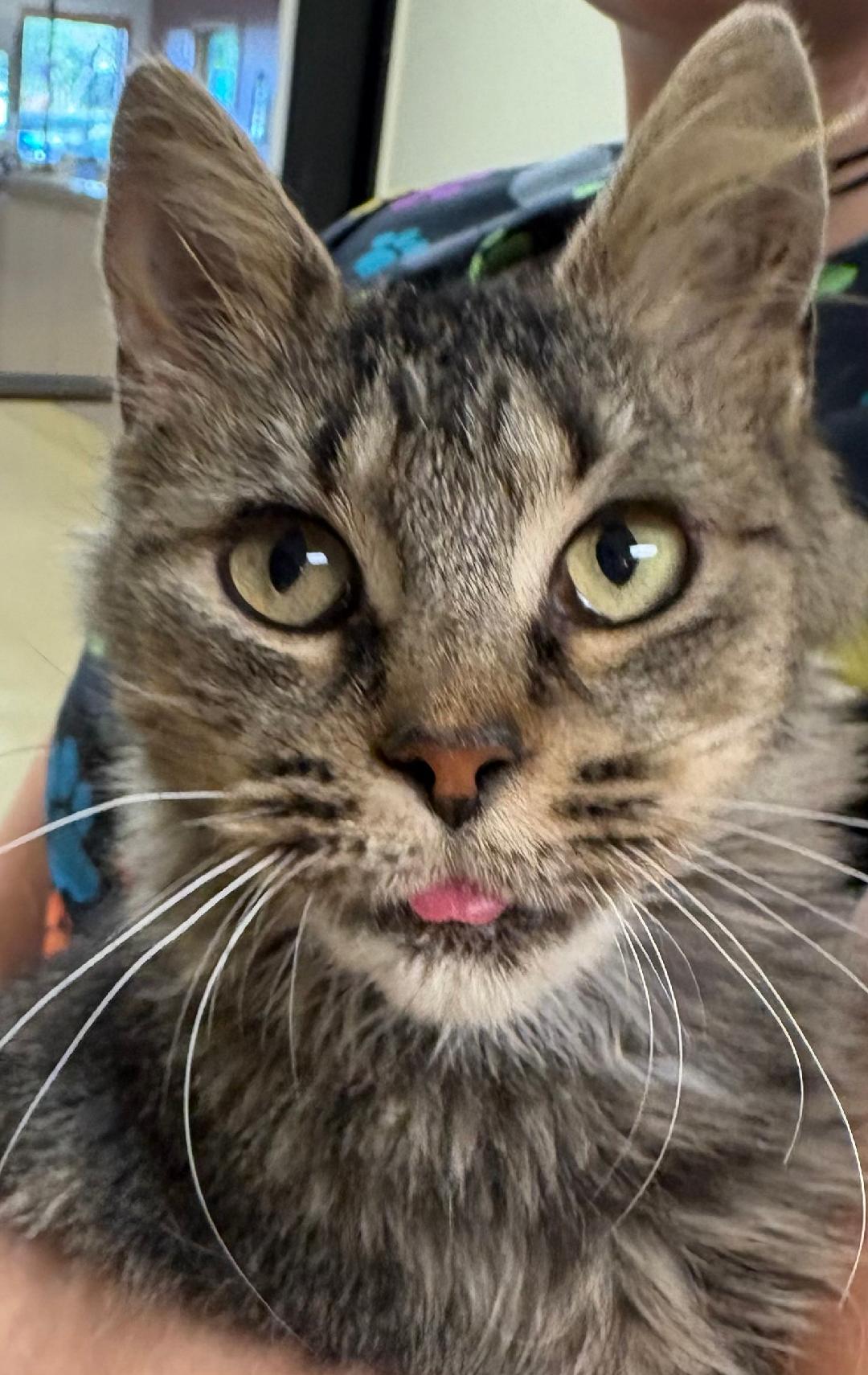 Cobweb, a Adoptable Domestic Short Hair in New Castle, IN image 2/2