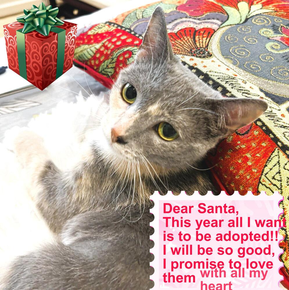 Theresa (MT), Adoptable, Young Female Domestic Short Hair.