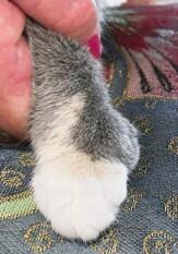 Enlarge Theresa (MT), a Adoptable mixed breed in Mooresville, NC image 2/6