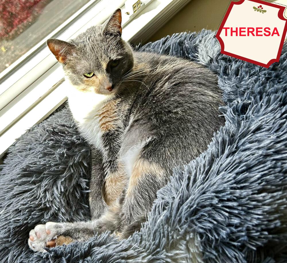 Enlarge Theresa (MT), a Adoptable mixed breed in Mooresville, NC image 3/6