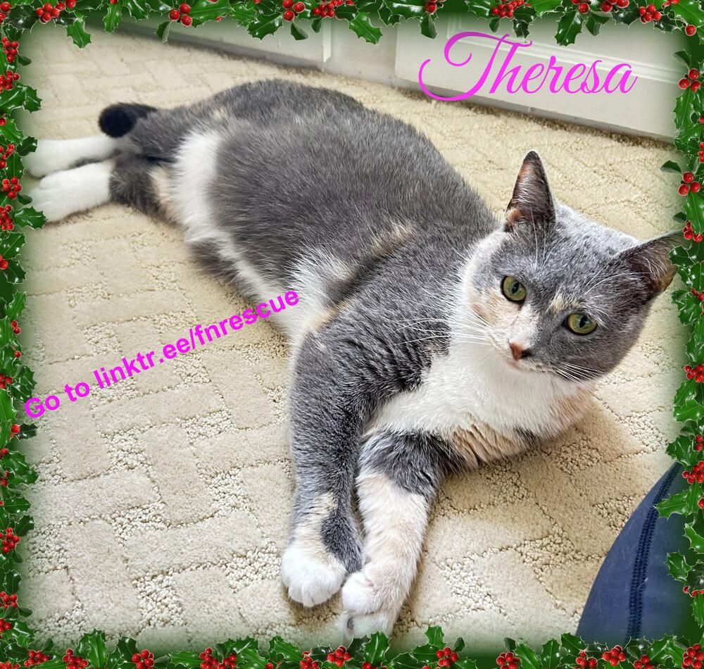 Enlarge Theresa (MT), a Adoptable mixed breed in Mooresville, NC image 4/6