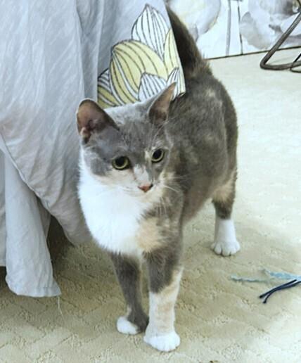 Enlarge Theresa (MT), a Adoptable mixed breed in Mooresville, NC image 5/6