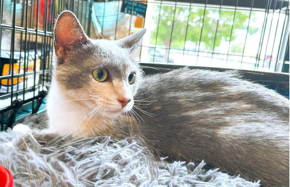 Enlarge Theresa (MT), a Adoptable mixed breed in Mooresville, NC image 6/6