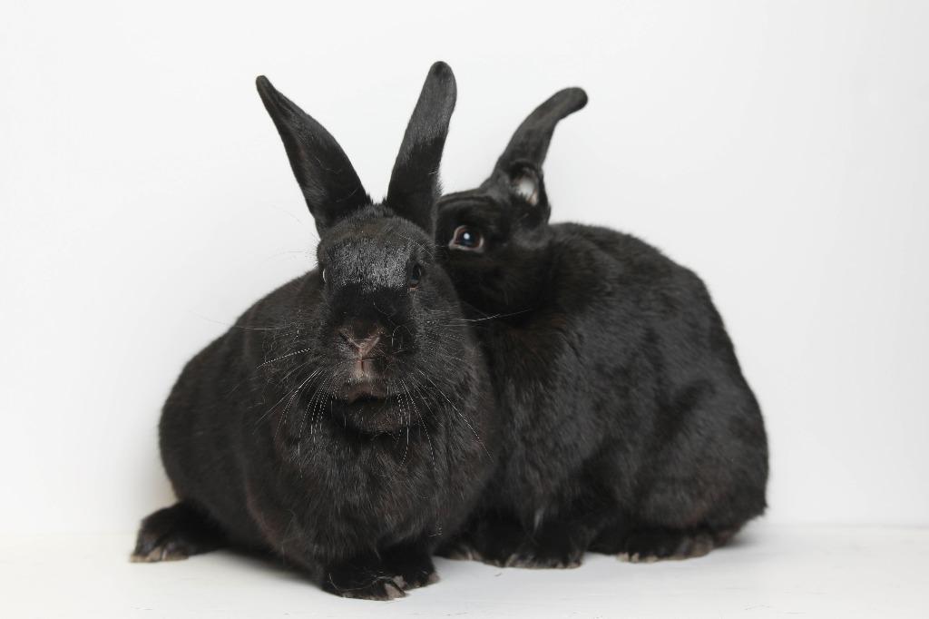 Enlarge Picante / Shishito, a Adoptable Bunny Rabbit in San Francisco, CA image 1/6