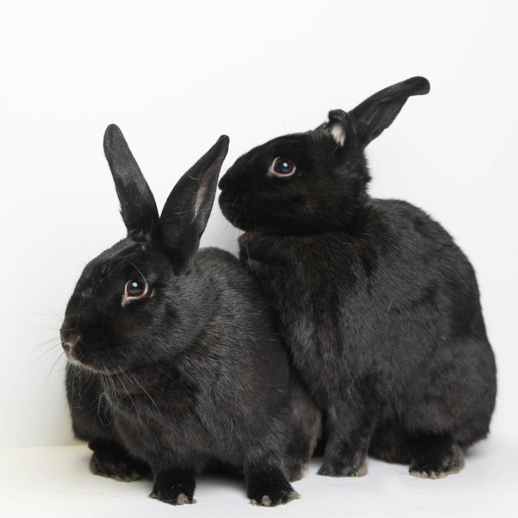 Enlarge Picante / Shishito, a Adoptable Bunny Rabbit in San Francisco, CA image 2/6