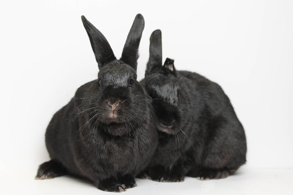 Enlarge Picante / Shishito, a Adoptable Bunny Rabbit in San Francisco, CA image 3/6