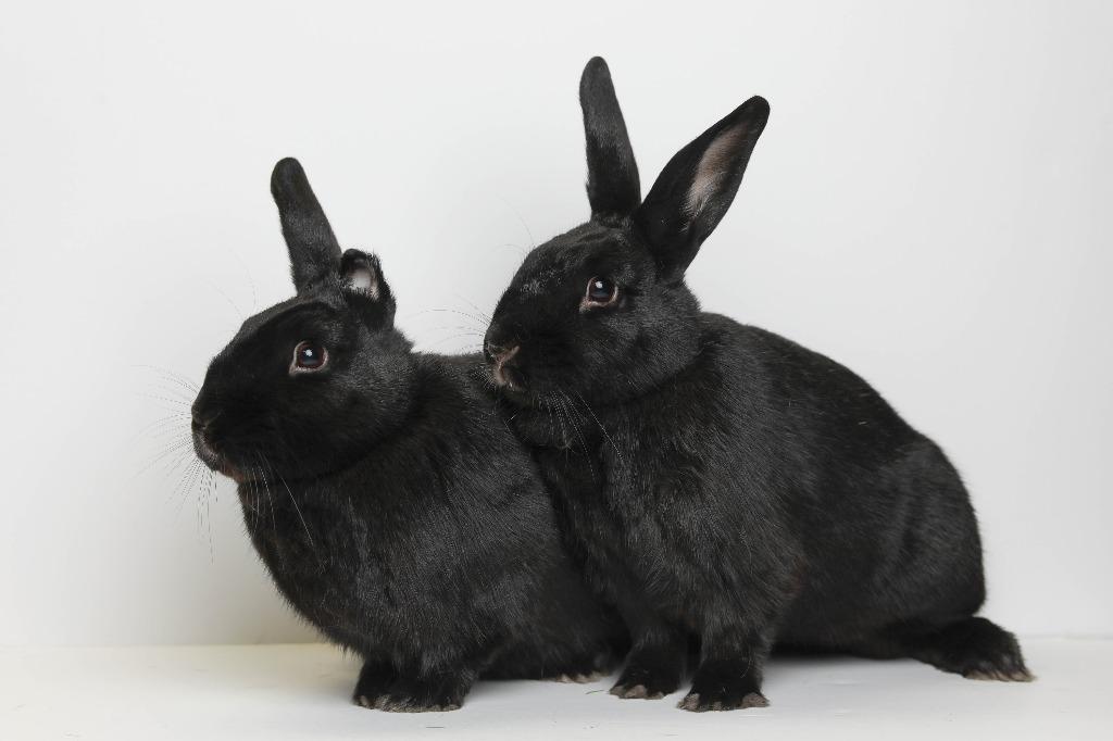 Enlarge Picante / Shishito, a Adoptable Bunny Rabbit in San Francisco, CA image 4/6