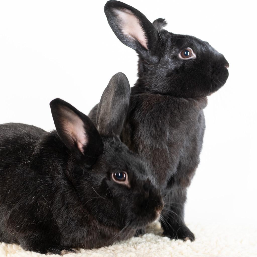 Enlarge Picante / Shishito, a Adoptable Bunny Rabbit in San Francisco, CA image 5/6